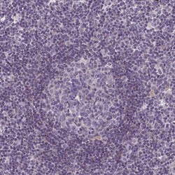 ERG28 Antibody, Novus Biologicals 25 &mu;L; Unlabeled:Antibodies, Polyclonal
